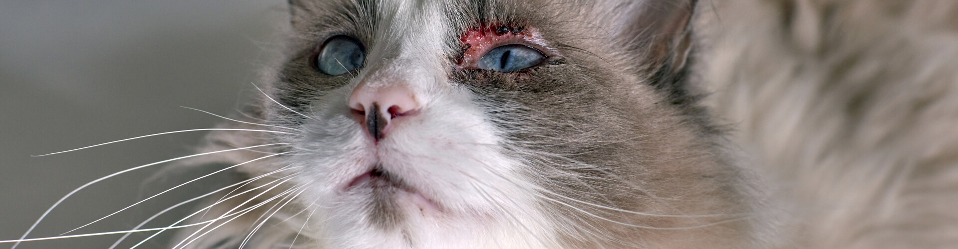 Verletzungen am Katzenauge - Wann muss ich zum Tierarzt? - PETPROTECT