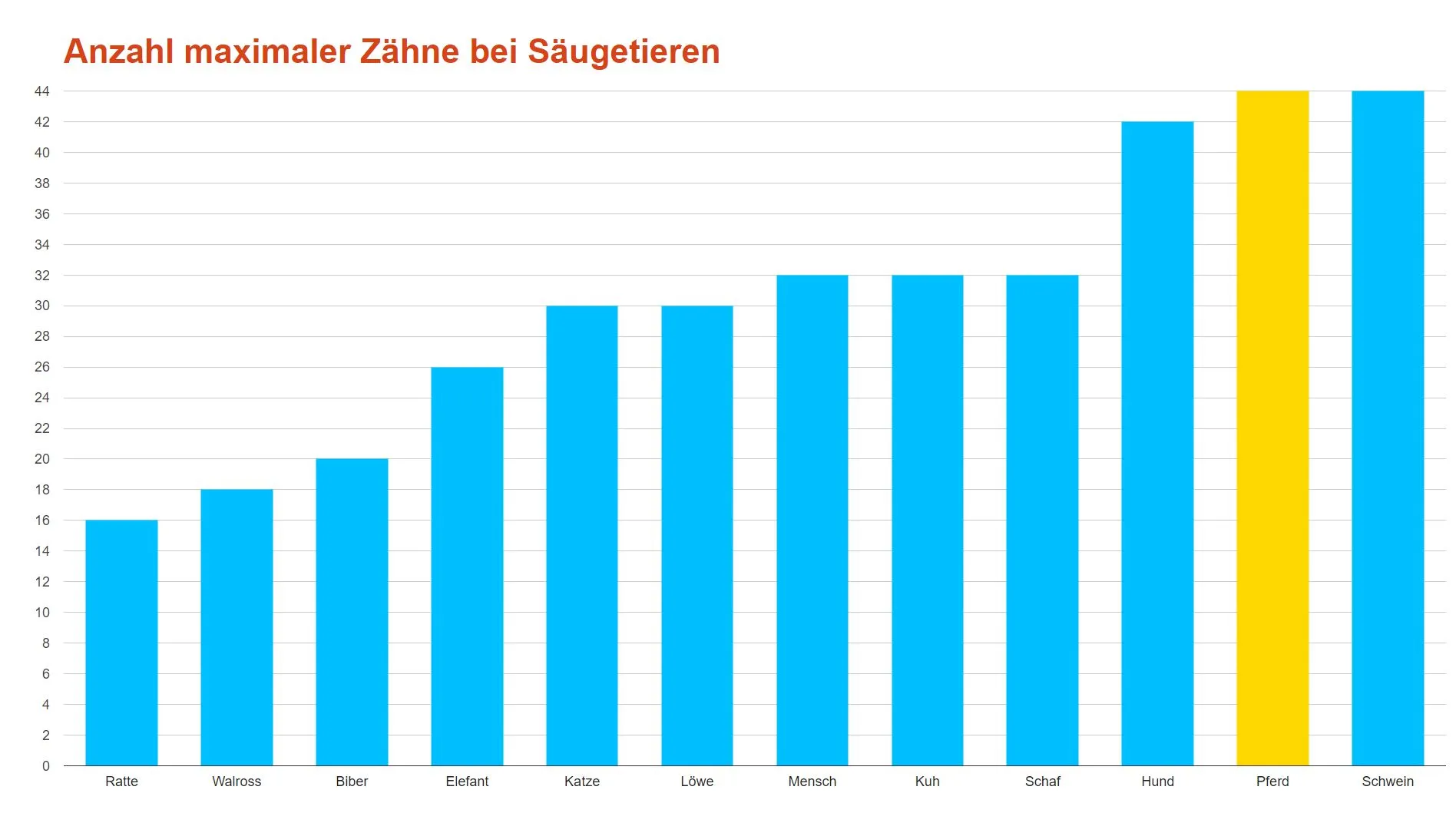 petprotect ratgeber zahnprobleme beim pferd ursachen behandlungskosten und vorbeugung grafik